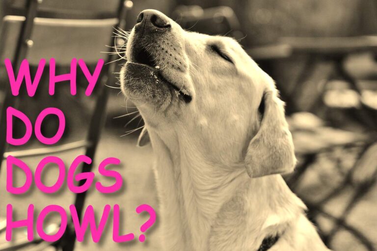 WHY DO DOGS HOWL