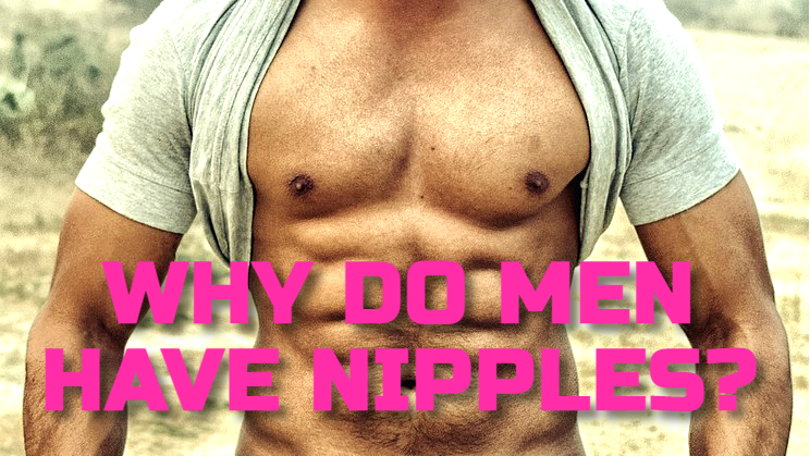 WHY DO MEN HAVE NIPPLES