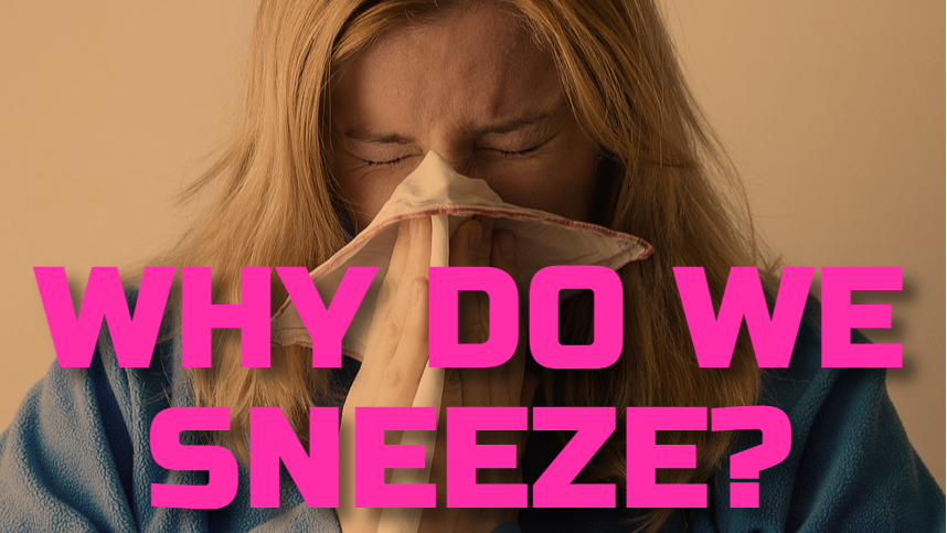 WHY DO WE SNEEZE