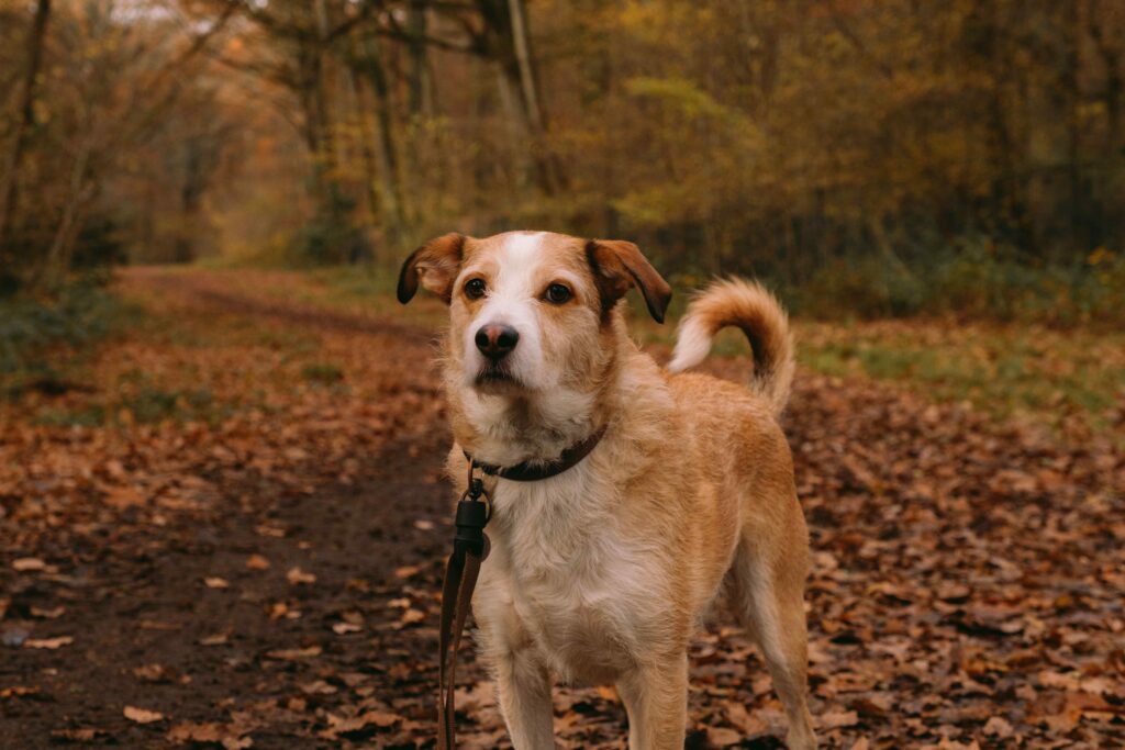 WHY IS CHOCOLATE BAD FOR DOGS PIC 9