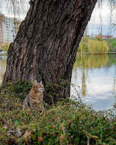 WHY DO CATS HATE WATER PIC 10