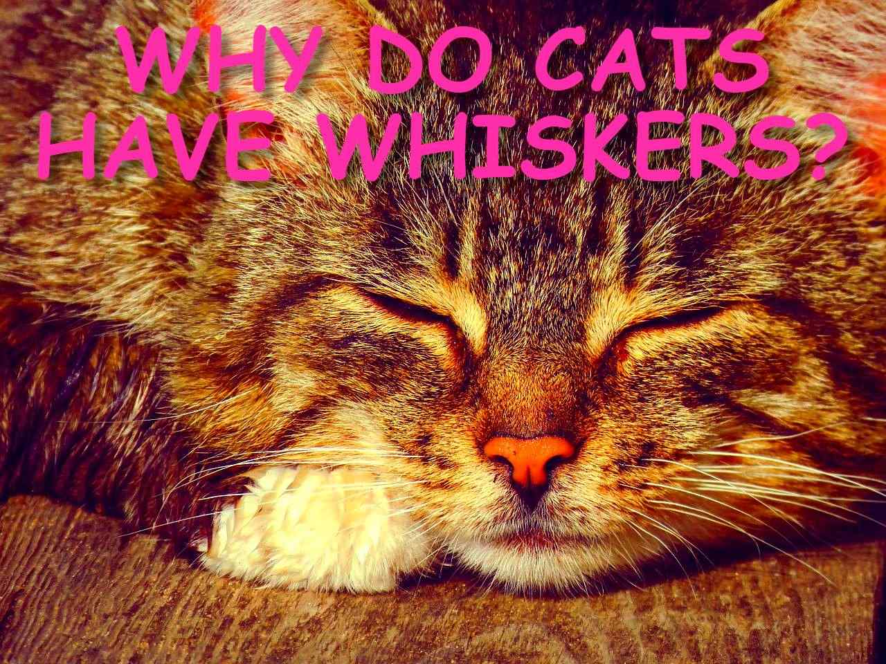 WHY DO CATS HAVE WHISKERS